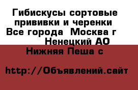 Гибискусы сортовые, прививки и черенки - Все города, Москва г.  »    . Ненецкий АО,Нижняя Пеша с.